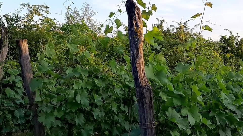 იასეს მარანი